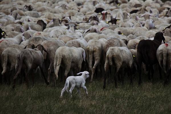 Photograph Della Latta Massimo  L Agnello on One Eyeland